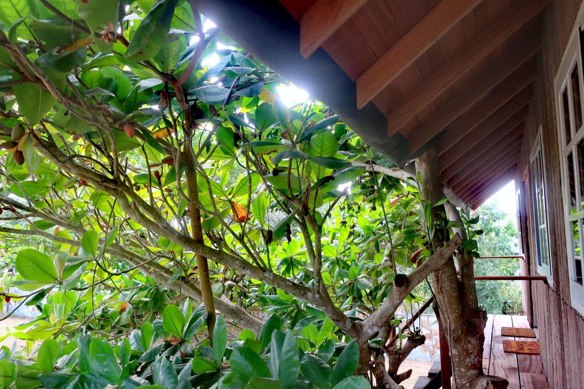 Afro Beach Eco Resort Butre 客房 照片